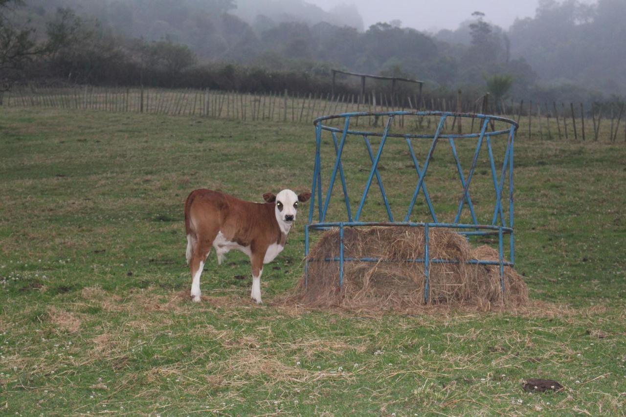 Newstead Farm - Country Cottages Curryʼs Post Buitenkant foto